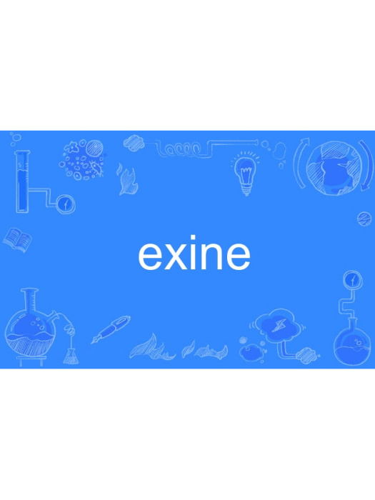 exine