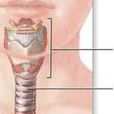 頸咽先天性疾病-鰓裂囊腫及瘺管