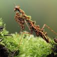 苔蘚螳螂 苔蘚螳螂