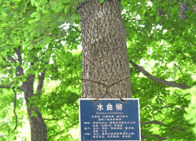 水曲柳家系WB5