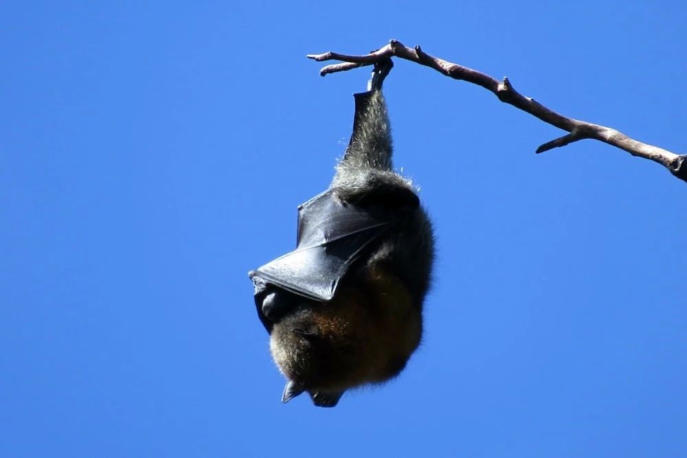蝙蝠為什麼喜歡倒掛著睡覺，腦袋不會充血嗎？