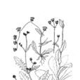 異味菊 異味菊