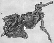一個埃德蒙頓龍的化石與皮膚