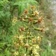 木里合耳菊 木里合耳菊
