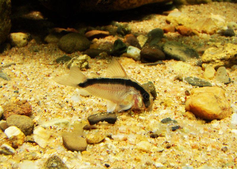 印第安鼠魚 印第安鼠魚
