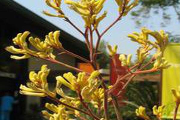 Anigozanthos flavidus Anigozanthos flavidus