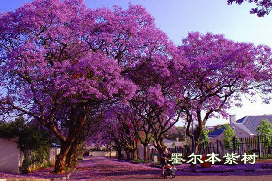 華南紫樹