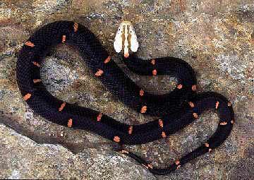 喜馬拉雅白頭蛇