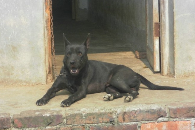 西特犬 西特犬