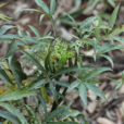 梁王茶(梁王茶) 梁王茶(梁王茶)