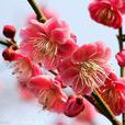 南京市市花