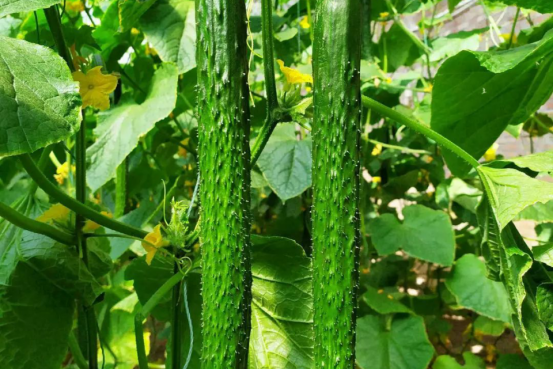 津優301號 津優301號