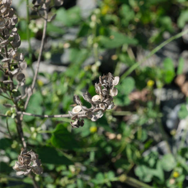 Alyssum hirsutum