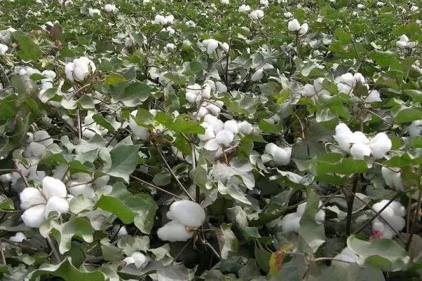 農大棉6號F1 農大棉6號F1
