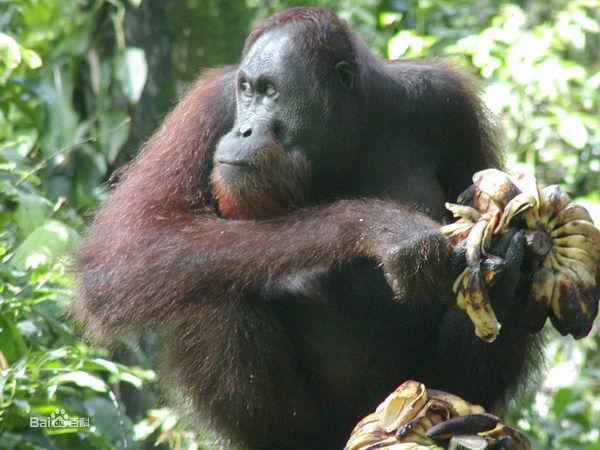 婆羅洲猩猩指名亞種