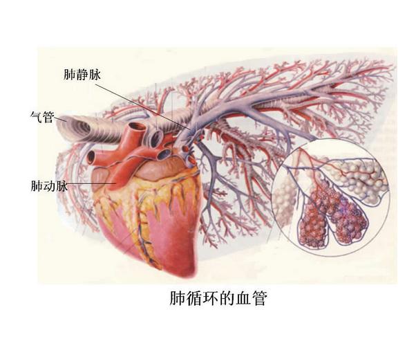肺動脈
