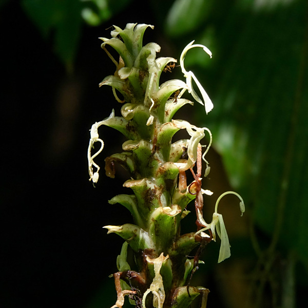 Larsenianthus careyanus