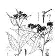 尾尖合耳菊 尾尖合耳菊