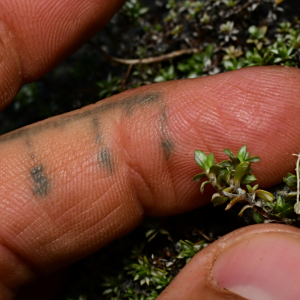 Raoulia tenuicaulis