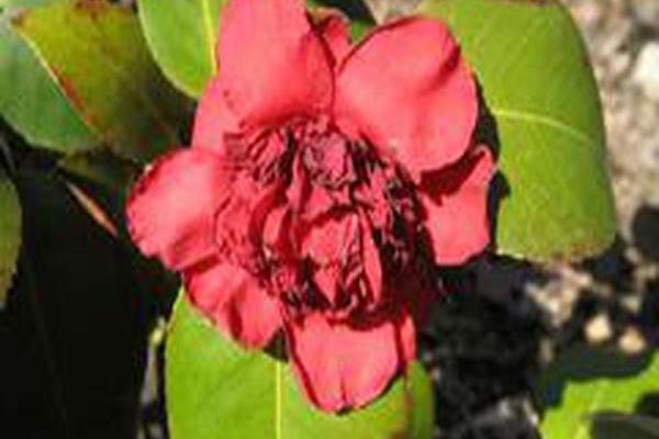 Camellia japonica \x27April Tryst\x27 Camellia japonica \x27April Tryst\x27