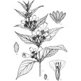 合頁草 合頁草