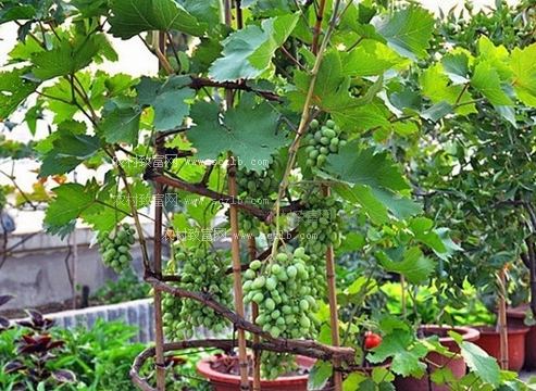 葡萄盆栽技術
