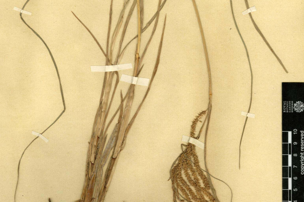 燕子薹草(燕子苔草) 燕子薹草(燕子苔草)