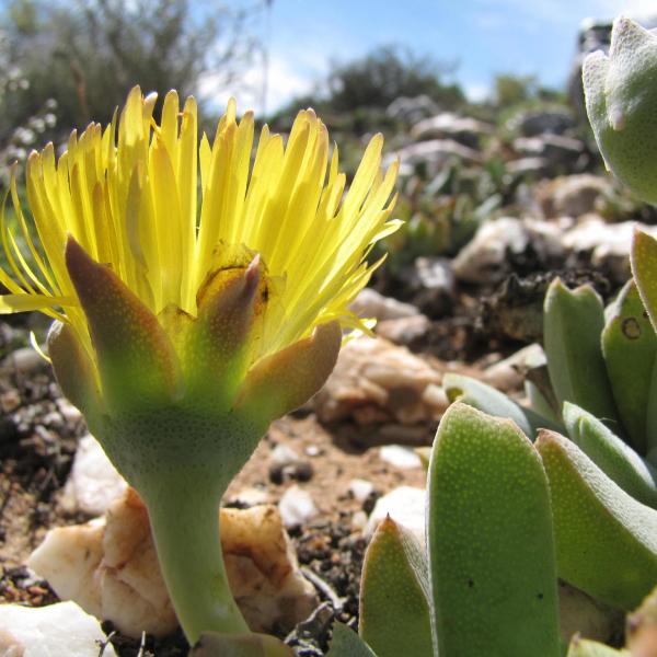 Cheiridopsis alba-oculata