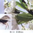 李實蜂 李實蜂