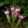 林風毛菊 林風毛菊