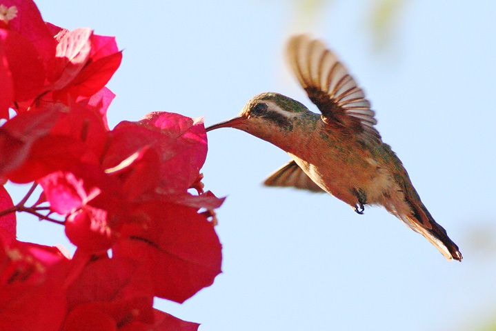贊氏蜂鳥