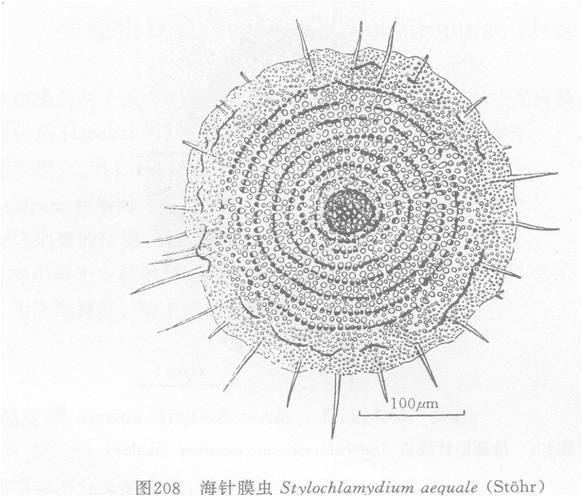 海針膜蟲 海針膜蟲