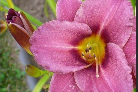 Hemerocallis \x27Raspberry Pixie\x27
