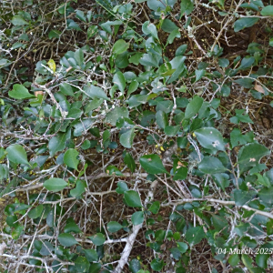 Gymnosporia nemorosa