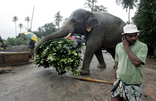 位於斯里蘭卡一家大象孤兒院裡的大象在工作