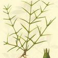 新耳草屬 新耳草屬