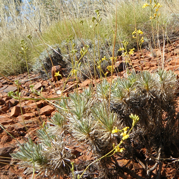 Goodenia cusackiana