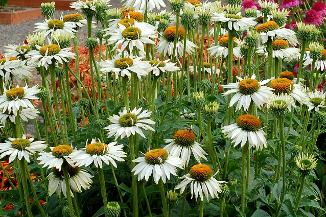 Echinacea \x27Sunset\x27 BIG SKY SUNSET Echinacea \x27Sunset\x27 BIG SKY SUNSET