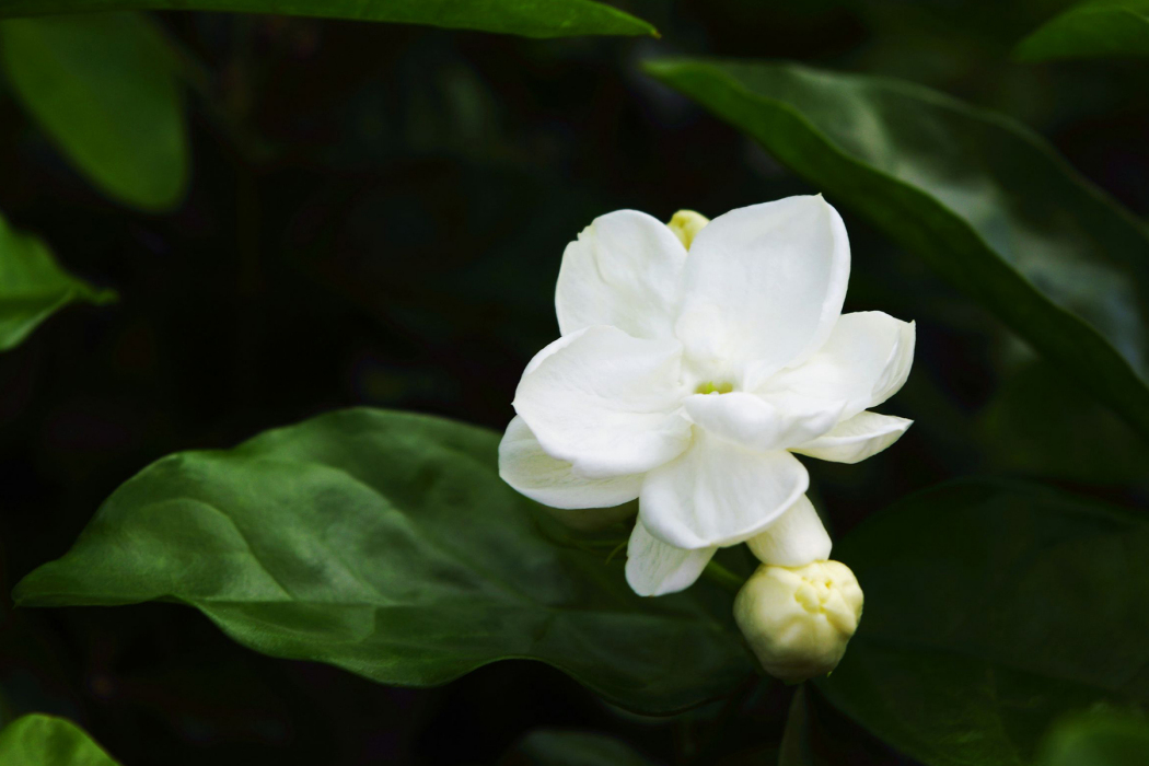 茉莉訣 茉莉訣