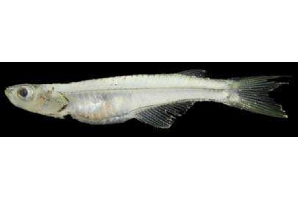櫛精器魚 櫛精器魚
