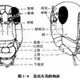 顱中溝 顱中溝