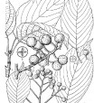 疣果花楸 疣果花楸