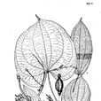 盈江薯蕷