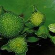 短冠草(植物) 短冠草(植物)
