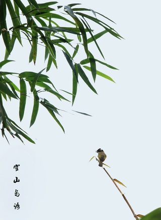 武笑羽 武笑羽
