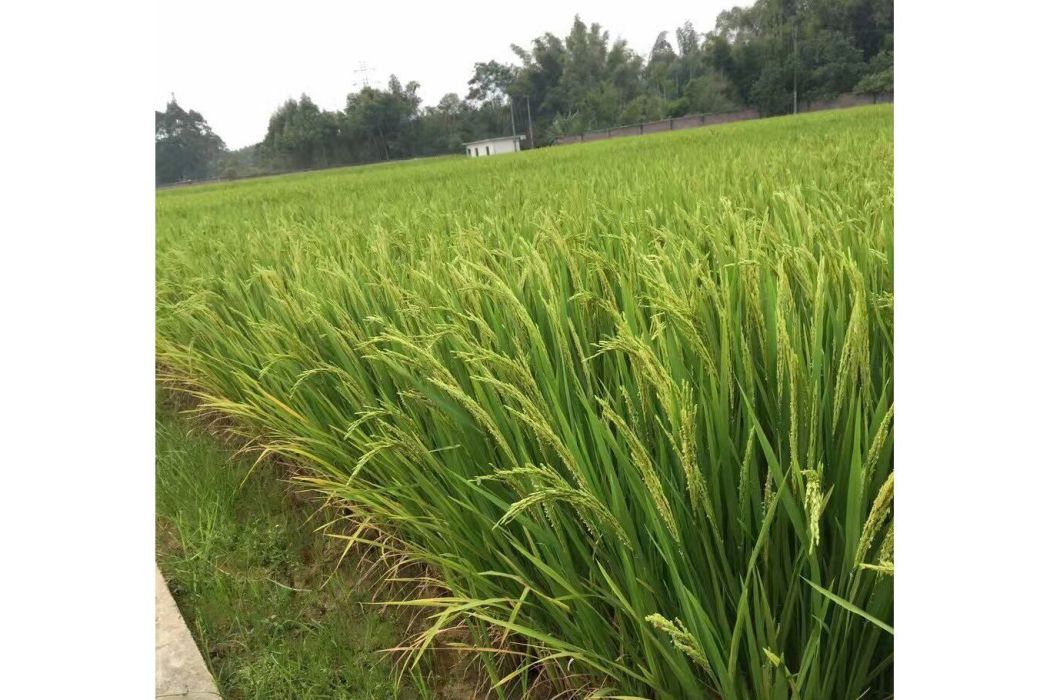 荃優金1號 荃優金1號