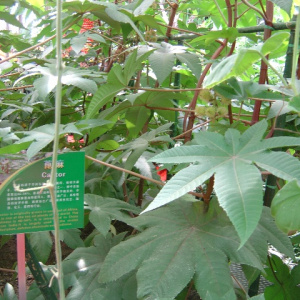 蓖麻(Ricinus communis) 蓖麻(Ricinus communis)