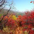 嵩山紅葉節 嵩山紅葉節