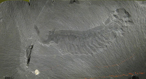 華盛頓史密森博物館展出的歐巴賓海蠍化石