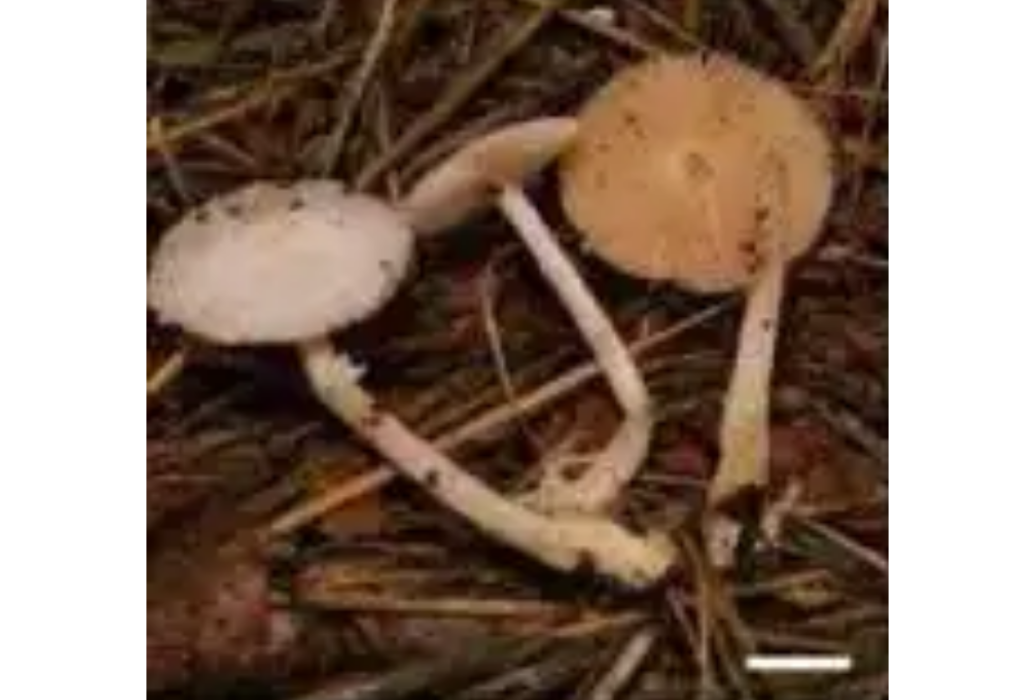 白毛草菇 白毛草菇